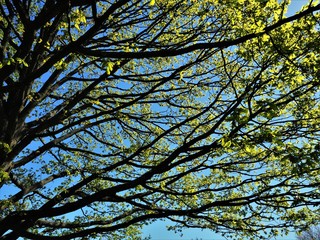New spring leaves on the branches of an oak tree against a blue sky