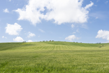 Campo de trigo verde, cielo azul con nubes blancas