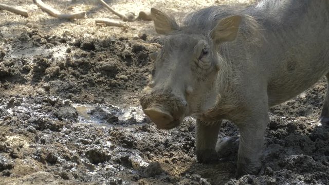 Warthog using nose to dig in african savannah. Warthog feeds on its knees and uses its tusks to dig the ground. Close up portrait.
