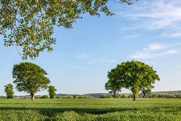 Trees in a Field in Sussex