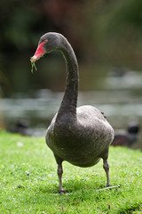 black swan, cygnus atratus, New Zealand