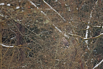 white-tailed eagle, haliaeetus albicilla