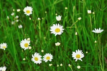 Bunch of wild white and yelow colored dandelions growing in green grass on a meadow on spring sunny day