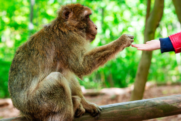 Funny monkey sitting in tropical forest