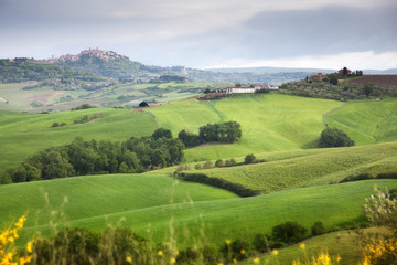 Fototapeta na wymiar green summer landscape in tuscany, Italy