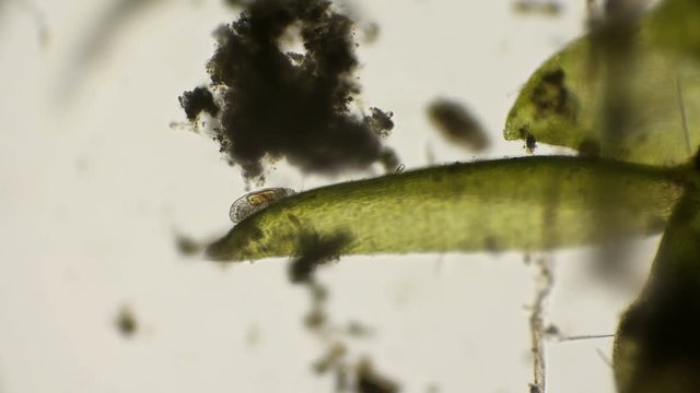 the most enduring organism on the planet is the slow-moving, under a microscope