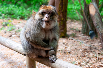 Funny monkey sitting in tropical forest