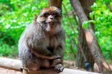 Naklejka na ściany i meble Funny monkey sitting in tropical forest