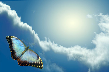 Butterfly flying to sky