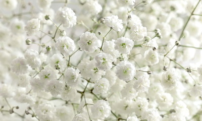 Floral beautiful light background. Small white flowers. Flowers Gypsophila.