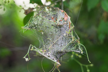 Raupennest, ohne Raupen