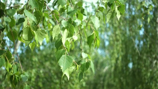 birch leaves on a wind