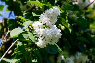 White lilac flowers on a bush