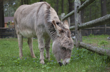 Donkey Grazing by Fence