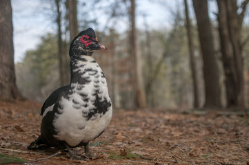 Muscovey duck