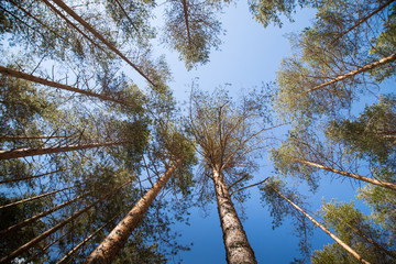 Tall pine tree tops against blue sky