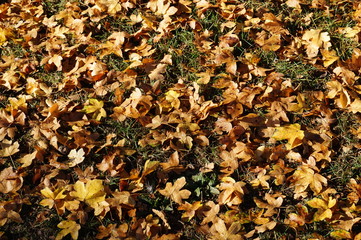 Autumn leaves