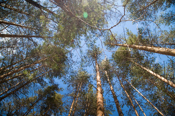 Tall pine tree tops against blue sky