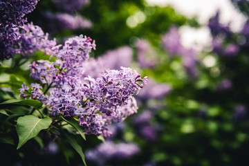 Beautiful violet Syringa vulgaris or lilac in summer breeze.