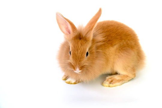 Close up brown rabbit on white background.
