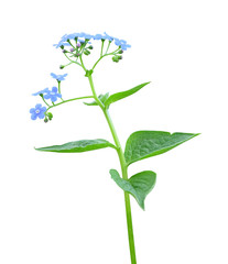 Flower forget-me-not (Myosótis) on white background isolated with clipping path.