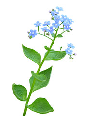 Flower forget-me-not (Myosótis) on white background isolated with clipping path.