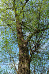 Old poplar in the spring in May, view from below against the sky.
