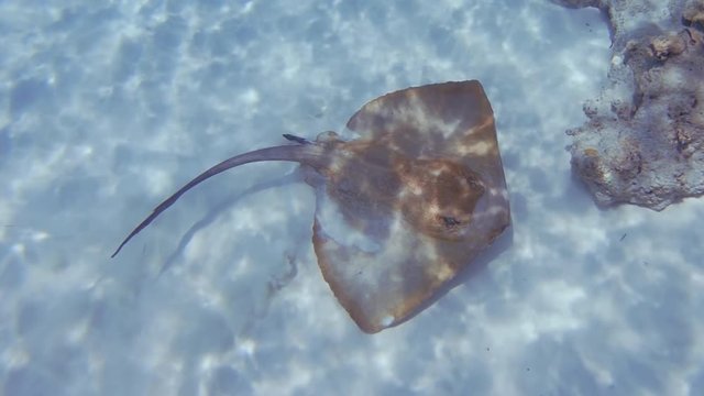 Underwater Shot Of A Moving Cowtail Stingray, Pastinachus Sephen, On A Sandy Sea Floor In The Maldives