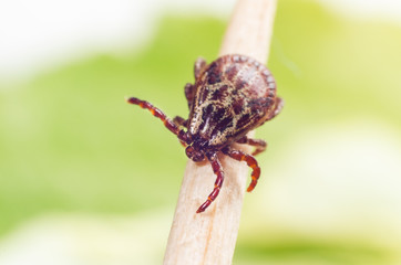A dangerous parasite and a carrier of mite infection on a branch