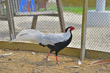 Beautiful silver pheasant