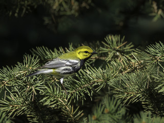 Black-throated Green Warbler in Spring