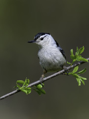 White-breasted Nuthatch in Spring