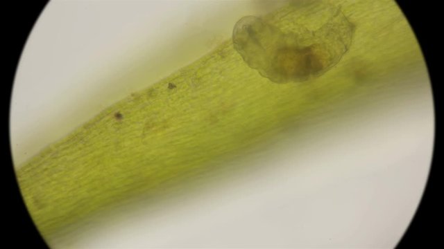 the most enduring organism on the planet is the slow-moving, under a microscope