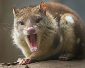 Fototapeta premium Close up of an Aggressive Quoll