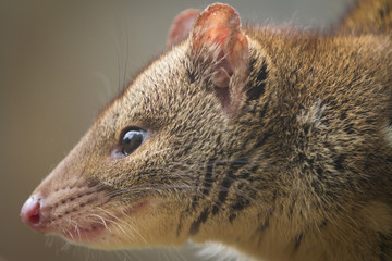 Close up of a Spotted Quoll