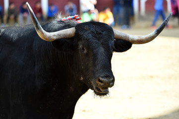 toro en españa