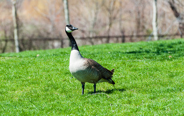 Curious and alert Canada Goose on green grass.