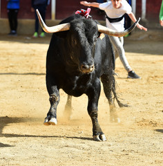 toro en españa