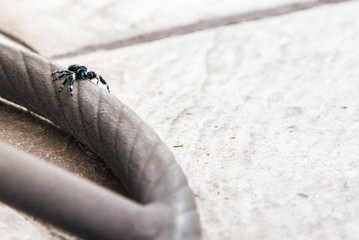 Bold Jumping Spider Exploring Chair 9