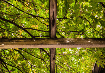 Wood boards on roof holding up branches.