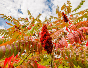 Large red sumac plant in fall.