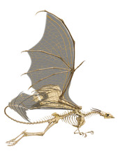 Fototapeta premium dragon skeleton in a white background