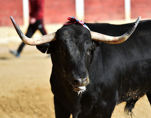 toro en españa
