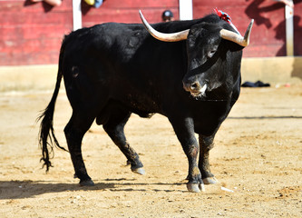 toro en españa