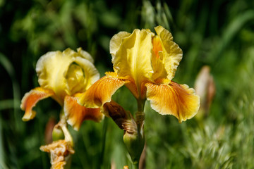 Beautiful iris flower on flowerbed in garden