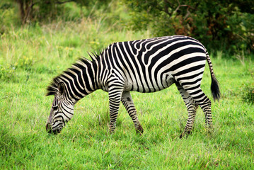 Fototapeta na wymiar Zebra, Kenya