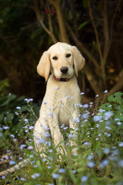 Yellow lab puppy sitting in garden