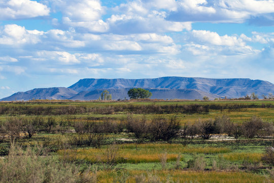 This scrubby wetland is part of Alamosa National Wildlife Refuge in southern Colorado