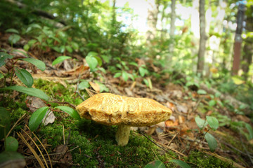 Closeup of mushroom on the forest floor
