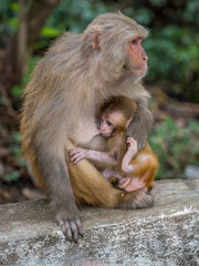 Monkey feeding the little cub